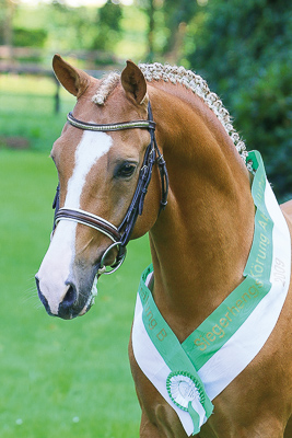 Can Dance von FS Champion de Luxe| Deutscher Reitpony Hengst | Hubert Hemmelgarn