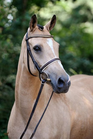 St.Pr.St. Coolness von FS Cocky Dundee| Deutscher Reitpony Hengst | Hubert Hemmelgarn