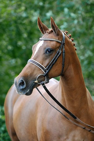 Verb. Pr. St. Darina von Derano Gold| Deutsche Reitpony Stute | Hubert Hemmelgarn