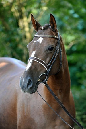 St.Pr.St. Minigi von High Game xx| Deutsche Reitpony Stute | Hubert Hemmelgarn