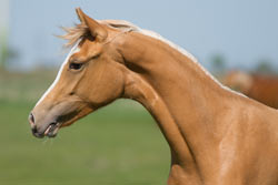  von FS Champion de Luxe x FS Don