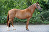 Verb. Pr. St. Darina von Dornik B x Power Boy | 